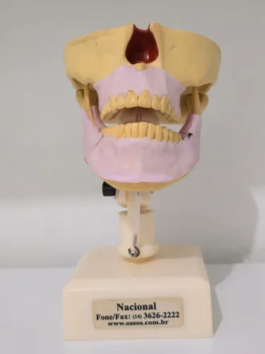 Manequin com todos os dentes