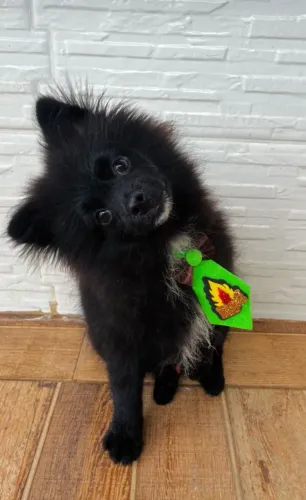 Spitz alemão anão 6 meses