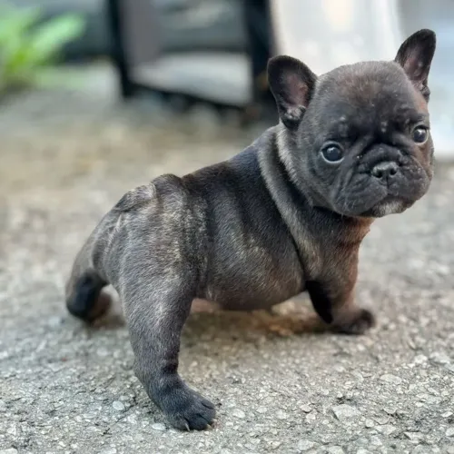 Bulldogue Francês Um Companheiro Que Combina Com Qualquer Rotina
