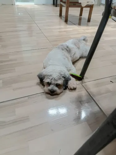 Cão ihasa doação responsável 