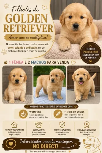 Filhotes de Golden Retriever