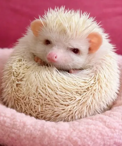 Animal da foto
