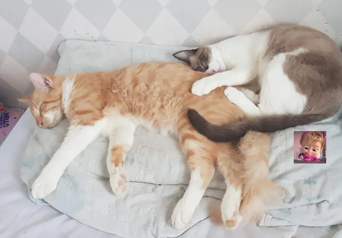 Gato e gata para adoção