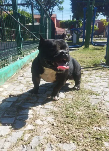 American Bully