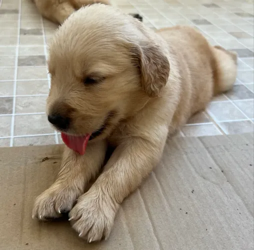 Golden puro
