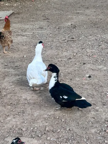 Casal de patos