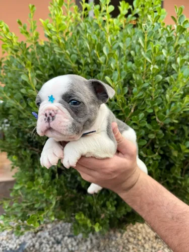 Filhote de buldogue francês