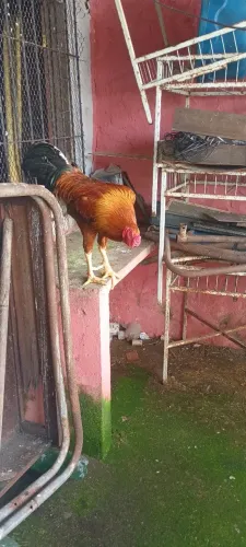 Galo