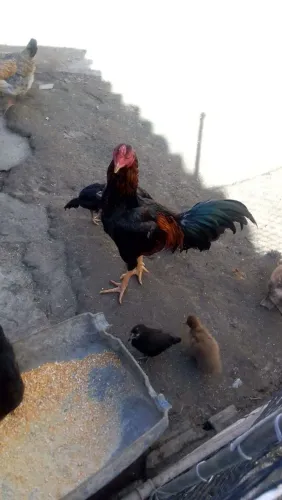 Vendo um galo