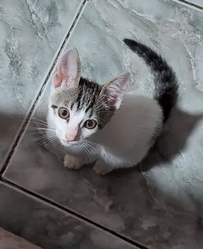 Doação de filhote(garinha)