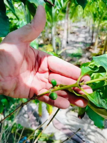 Mudas de café arábica já produzindo 