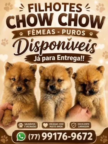 Filhotes CHOW CHOW - FÊMEAS 