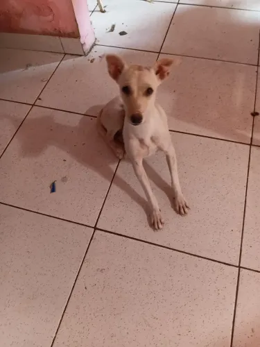 Cachorrinha para adoção responsável 