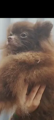Lulu da Pomerânia