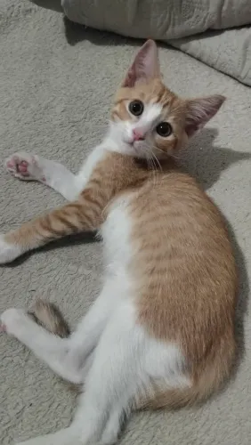 Gata para adoção