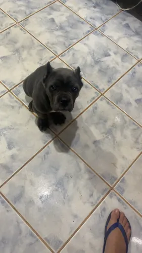 Cane corso fêmea 
