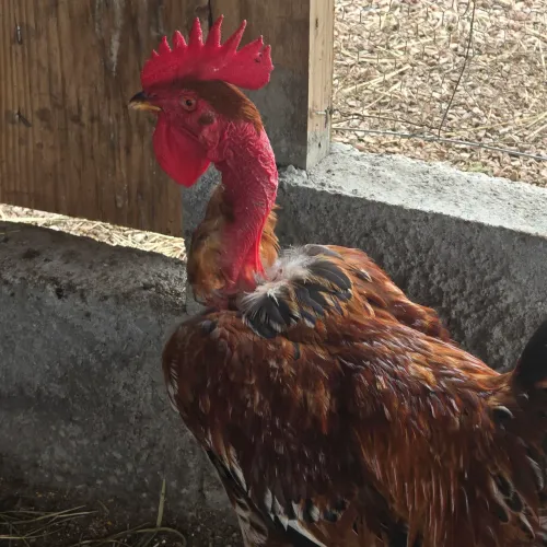 Galos pescoço pelado 