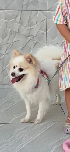 Spitz alemão / Lulu da pomerania adulta