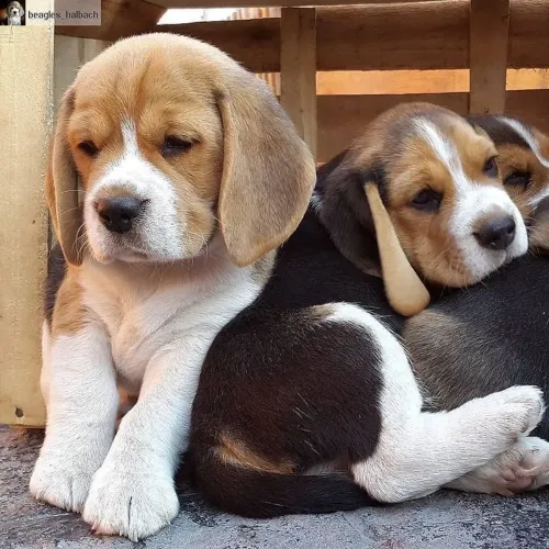 Beagle filhote disponível pronta entrega