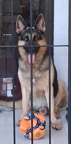 Cruzamento 