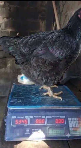 Galinha sertaneja balão