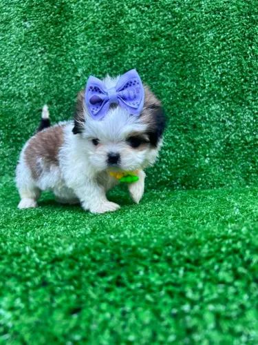 Shitzu mini