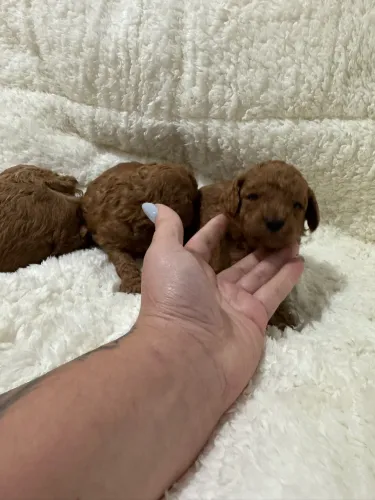     Filhote Poodle Toy Red com pedigree qualidade e garantia