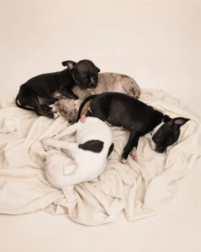 Vende se Pit Bull