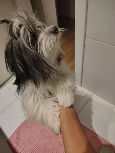 Cachorrinha dócil