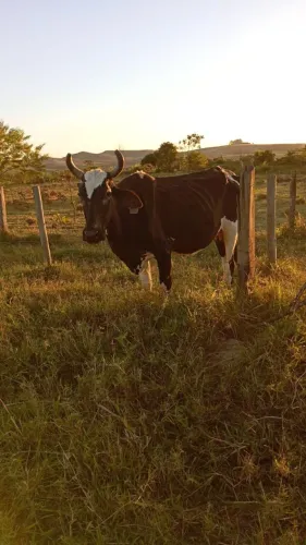 Vaca Girolanda a venda