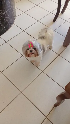 Shitzu