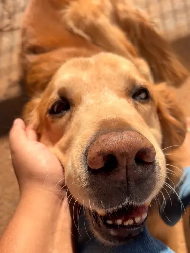 Golden Retriever adoção