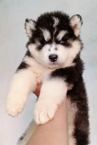 Husky siberiano