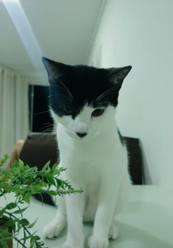Gato macho