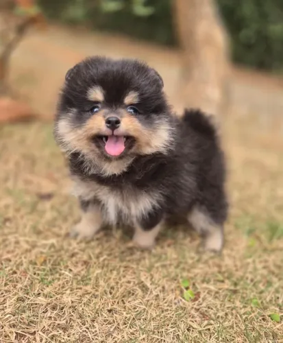 Um Spitz Alemão fofinho para chamar de seu ? parcelamos em até 12x sem juros