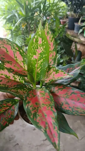 AGLAONEMA
