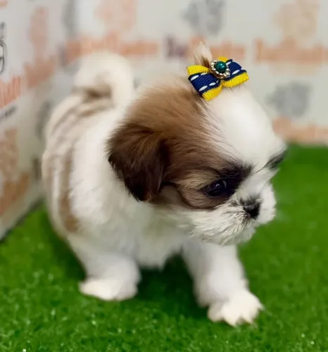Shih tzu Promoção inédita de Filhotes mini shih tzu só essa semana aproveite !!!