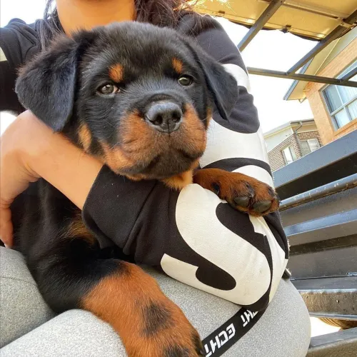 Rottweiler Um cãozinho que tem presença própria