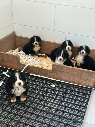 Bernese Mountain Dog | Em até 12x sem juros