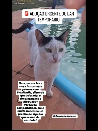 Gatinha para adoção!