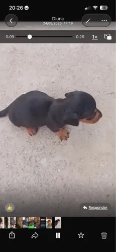 Dachshund mini ( salsichinha) macho