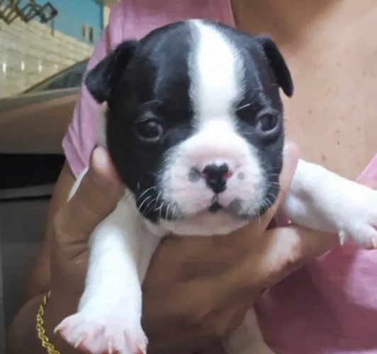 Buldogue francês