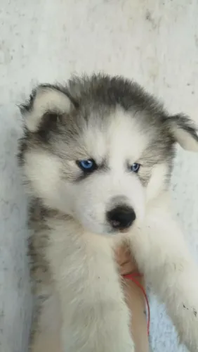 Husky siberiano filhotes
