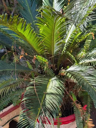 LOTE DE PLANTAS - 150 Unidades + Vasos | Até 70% OFF | Oportunidade Única