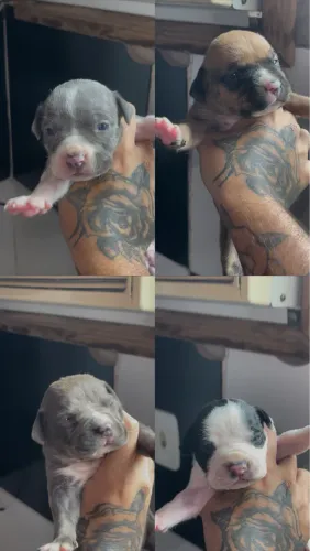 Filhotes de pitbull 