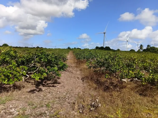 ? SÍTIO PRODUTIVO À VENDA EM CEARÁ-MIRIM/RN - VALOR A NEGOCIAR ?<br>