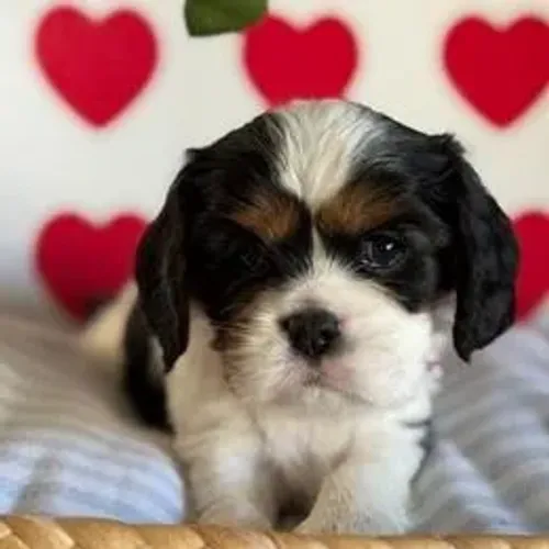 Cavalier King Charles Spaniel,Cavalier King Charles Spaniel Filhote Saudável Excelente Com