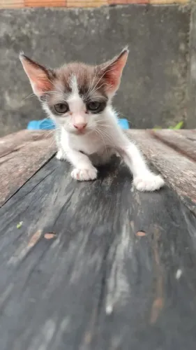 Adoção responsável de gatinho 