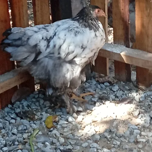 Frangos Brahma 4 meses