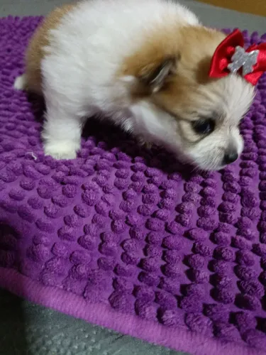 Spitz alemão anão(anão)